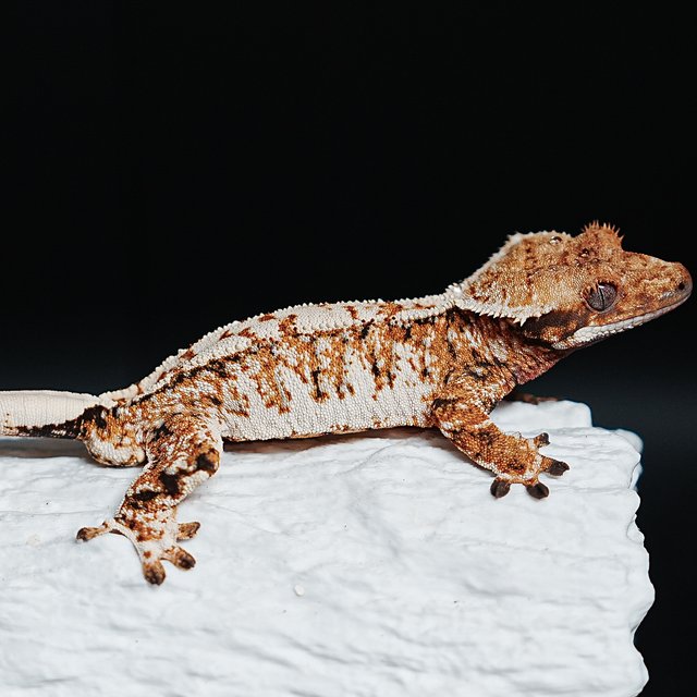 Tri Extreme Harlequin
