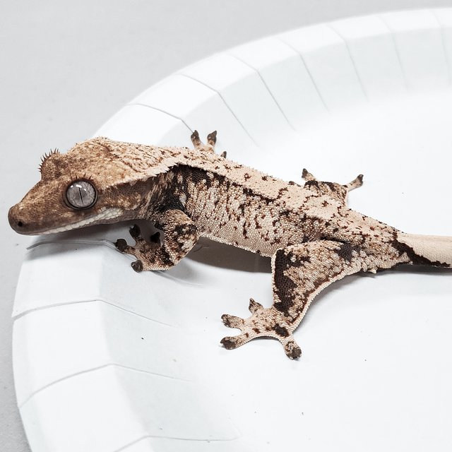 Tri Extreme Harlequin