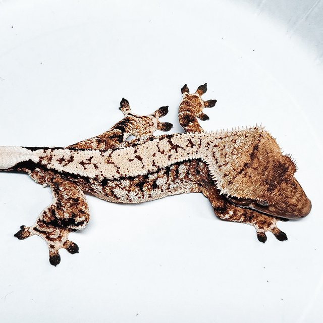 Tri Extreme Harlequin