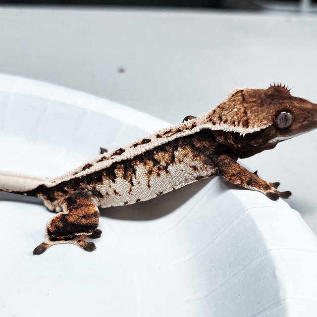 Full Pinstripe Tri Extreme Harlequin