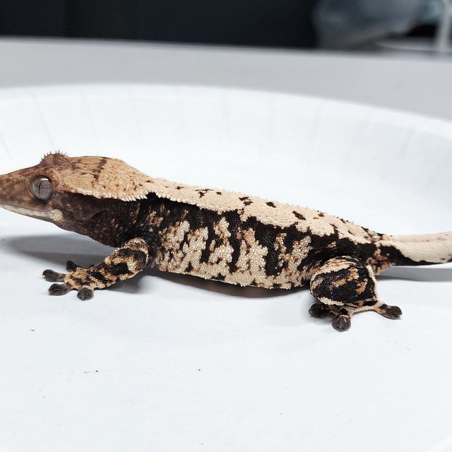 Tri Extreme Harlequin