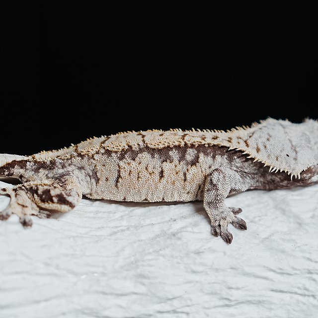 트라이 익스트림할리퀸