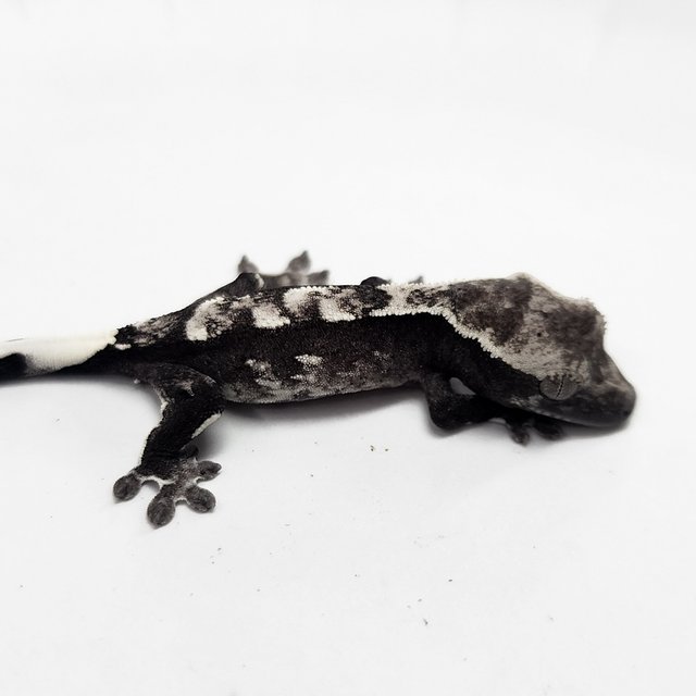 Axanthic