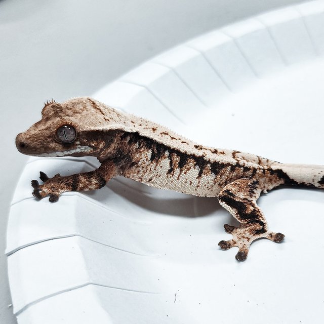 Tri Extreme Harlequin
