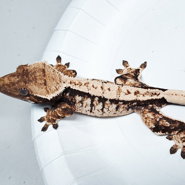 Tri Extreme Harlequin