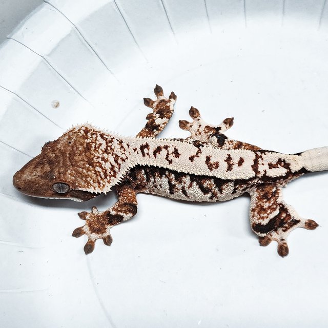 Tri Extreme Harlequin