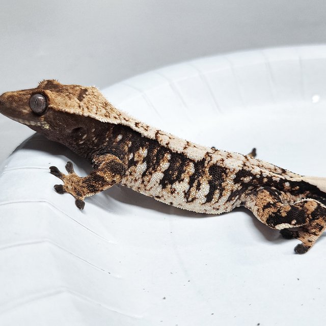 Tri Extreme Harlequin
