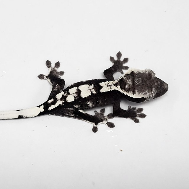 Sable Axanthic