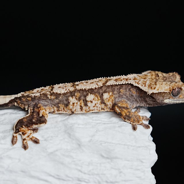 Tri Extreme Harlequin