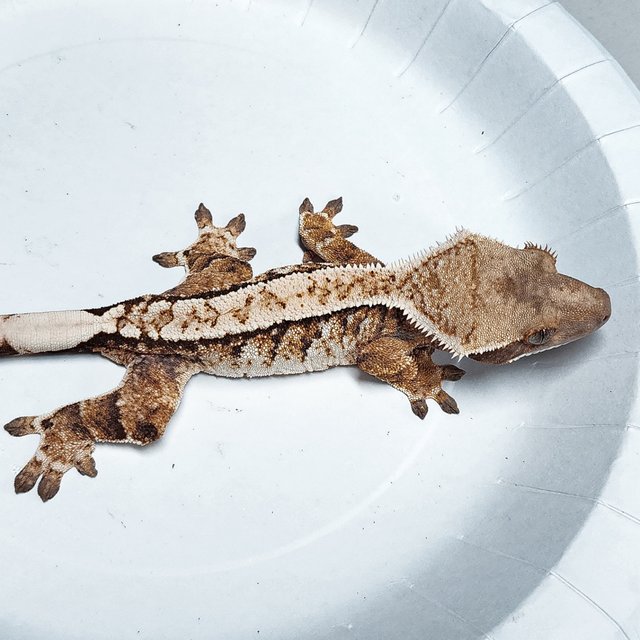 Tri Extreme Harlequin