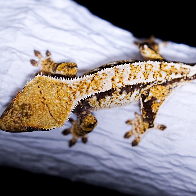 Tri Extreme Harlequin