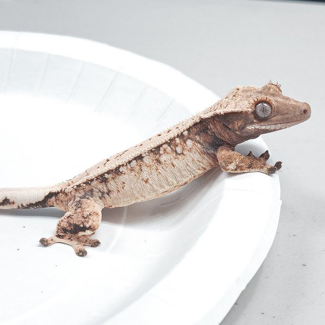 Full Pinstripe Tri Extreme Harlequin