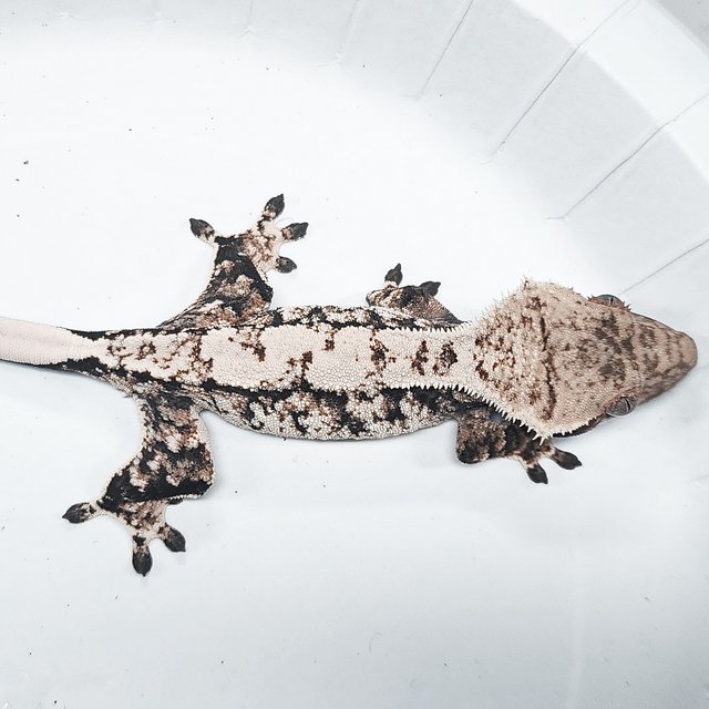 Tri Extreme Harlequin