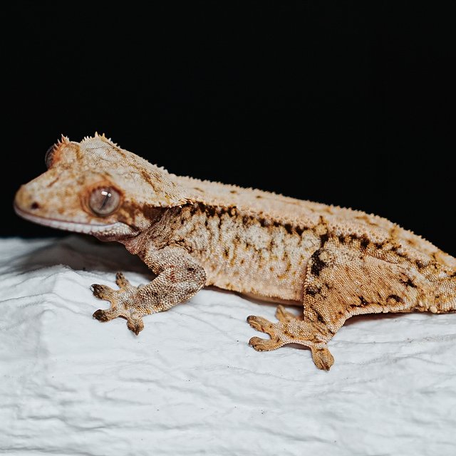 트라이 익스트림할리퀸