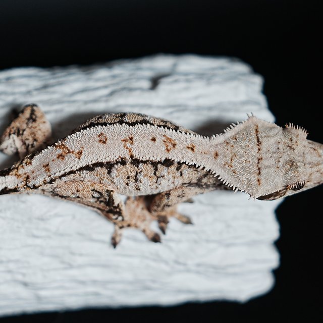 트라이 익스트림할리퀸