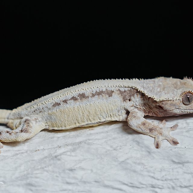 풀핀 솔리드백 릴리화이트