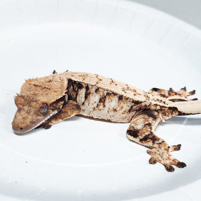 Tri Extreme Harlequin