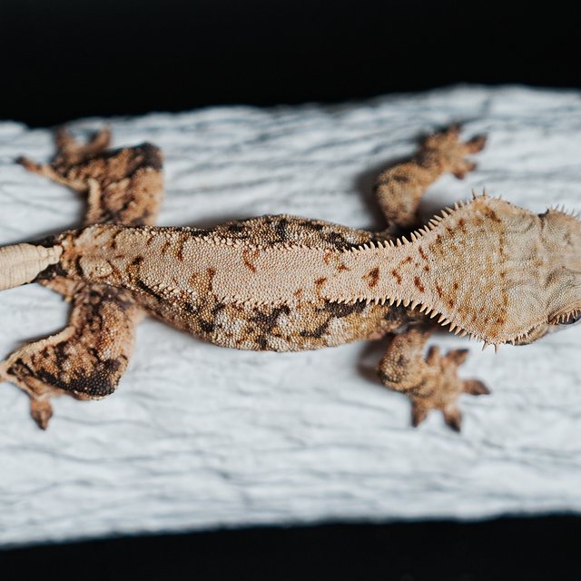 트라이 익스트림할리퀸