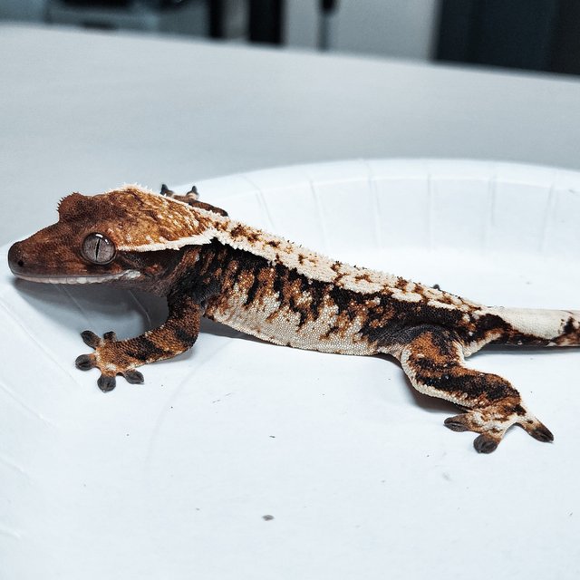 Tri Extreme Harlequin