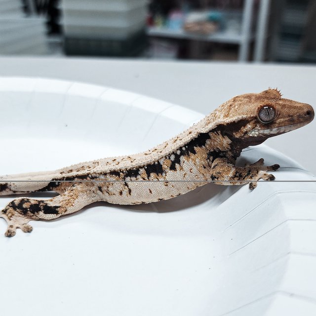 Tri Extreme Harlequin