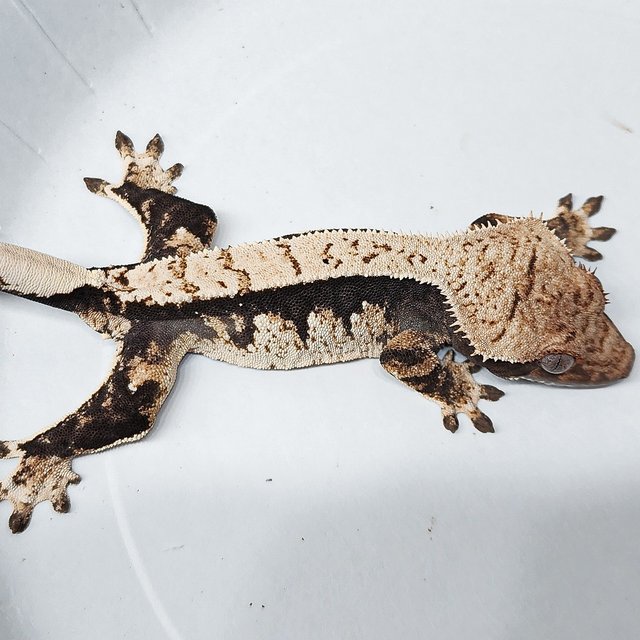 100% Het Axanthic