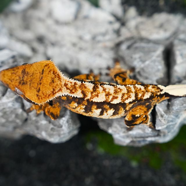 트라이 익스트림할리퀸