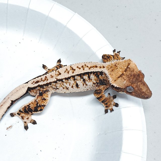 Tri Extreme Harlequin