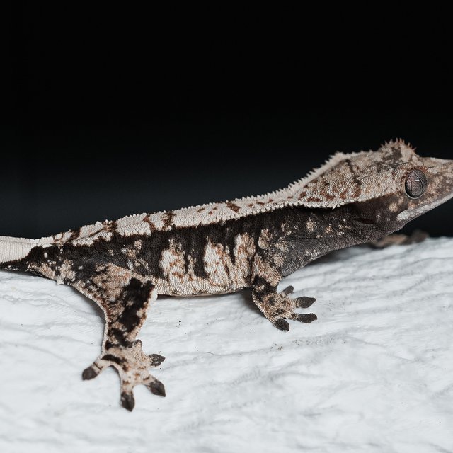 트라이 익스트림할리퀸