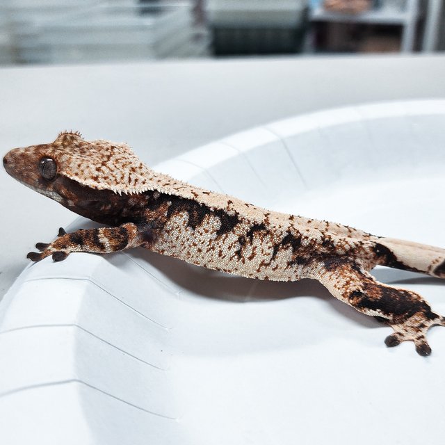Tri Extreme Harlequin