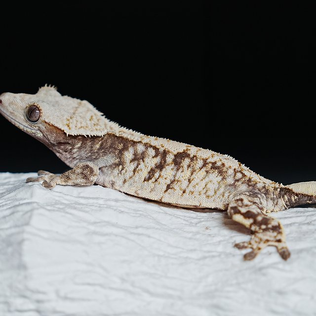 트라이 익스트림할리퀸