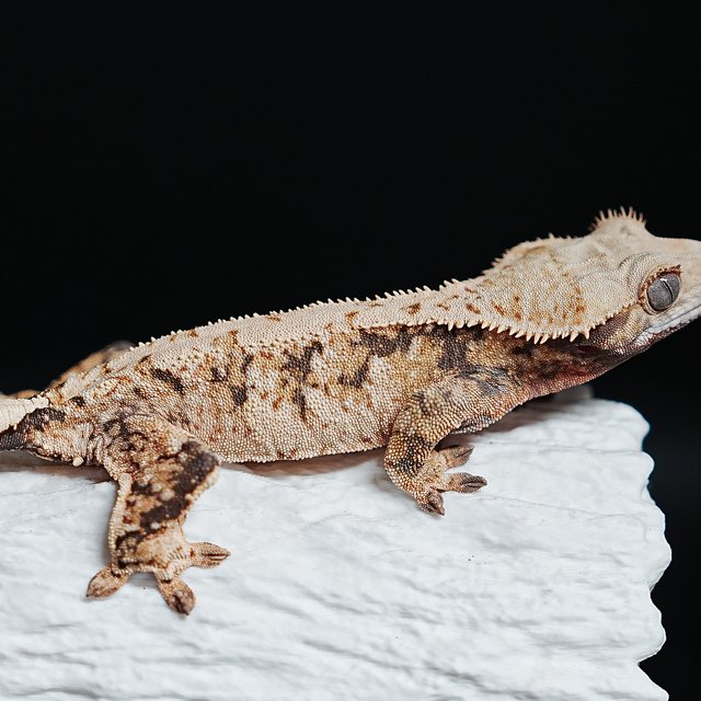 트라이 익스트림할리퀸