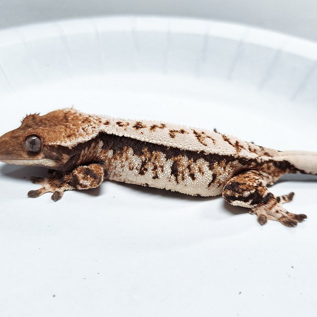 Tri Extreme Harlequin