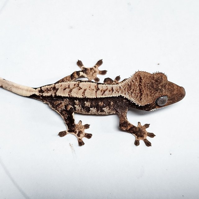 100% Het Axanthic
