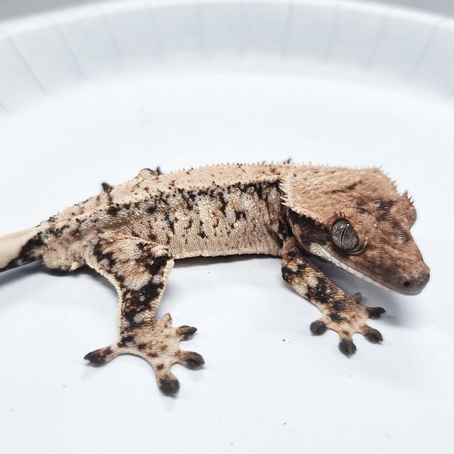 Tri Extreme Harlequin
