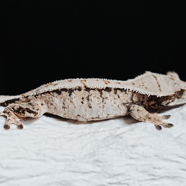 트라이 익스트림할리퀸