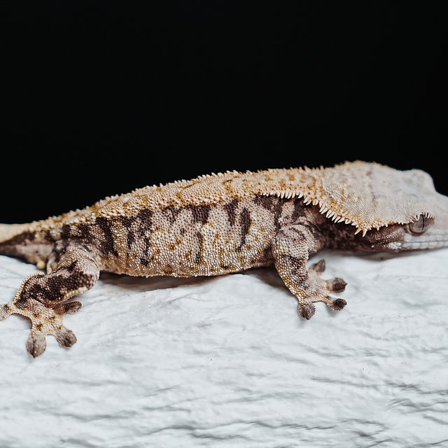 트라이 익스트림할리퀸