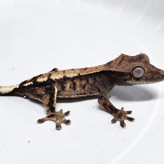 100% Het Axanthic Sable