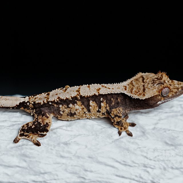 Tri Extreme Harlequin