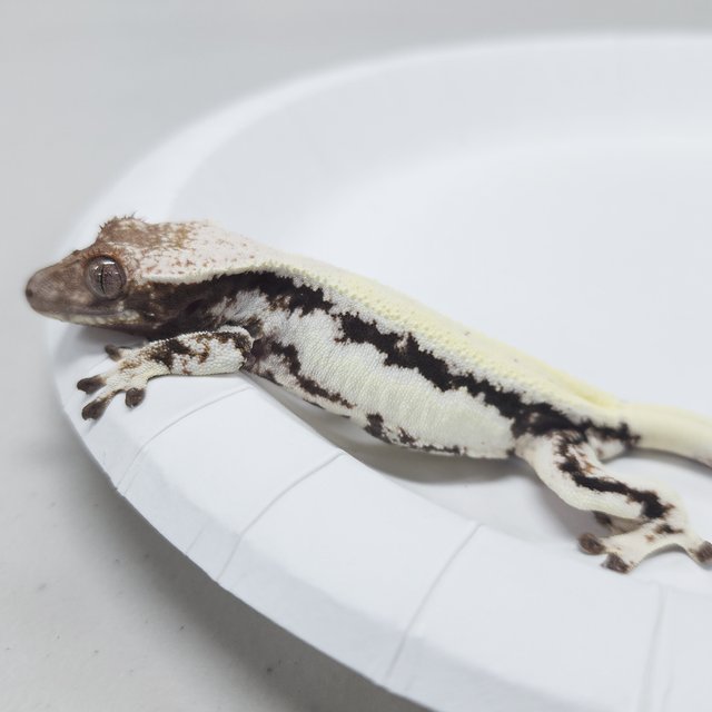 100% Het Axanthic LW Sable