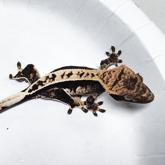 Full Pinstripe 100% Het Axanthic