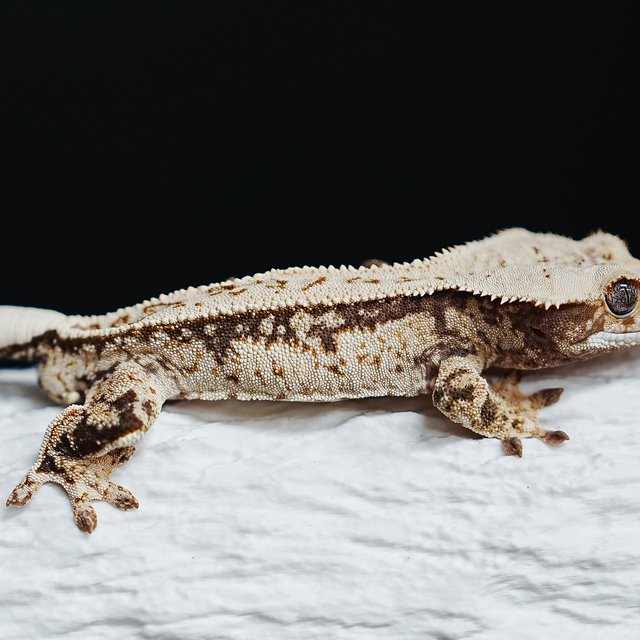 Full Pinstripe Tri Extreme Harlequin