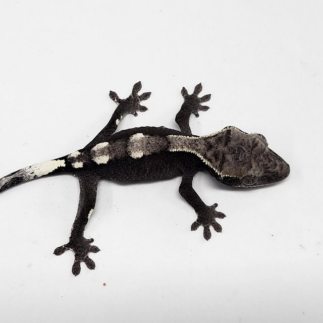 Axanthic