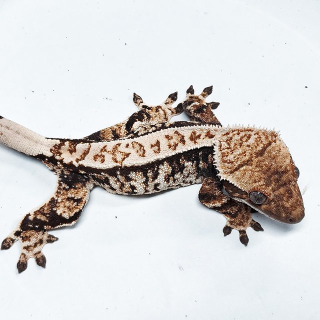 Tri Extreme Harlequin