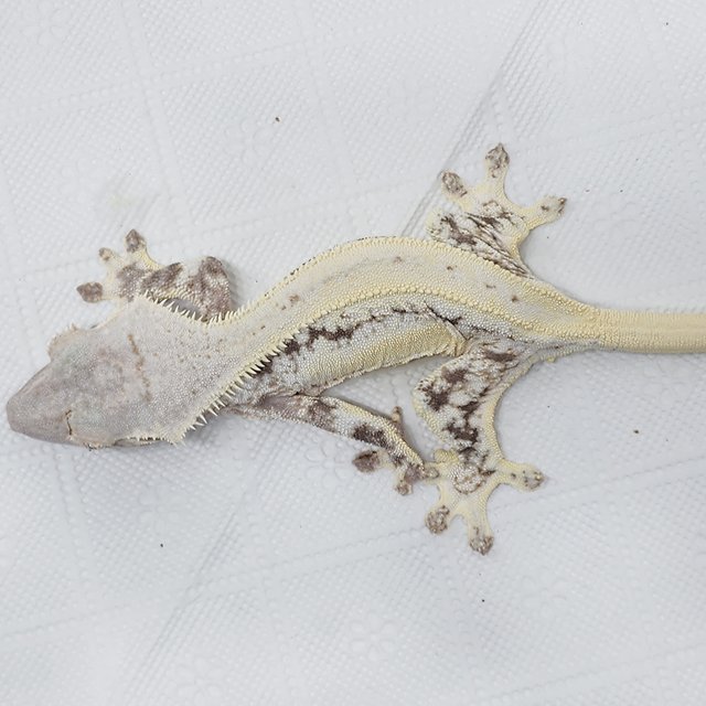 풀핀 릴리화이트