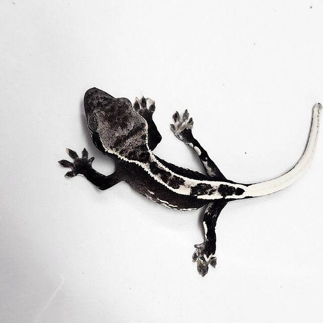 Sable Axanthic