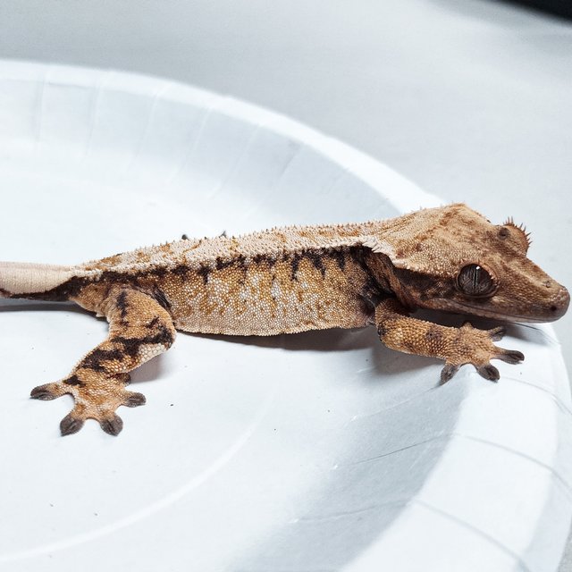 Tri Extreme Harlequin