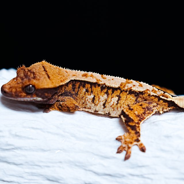 Tri Extreme Harlequin