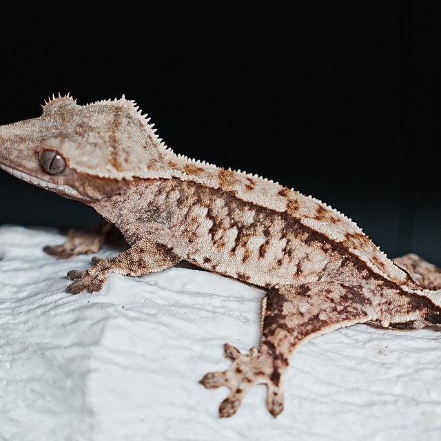 트라이 익스트림할리퀸