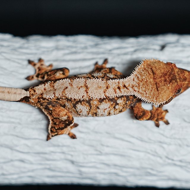 Tri Extreme Harlequin