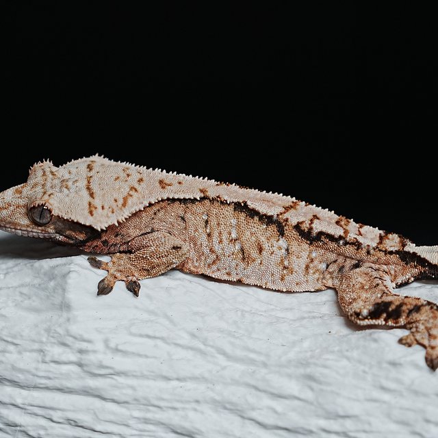 Extreme Harlequin Tri